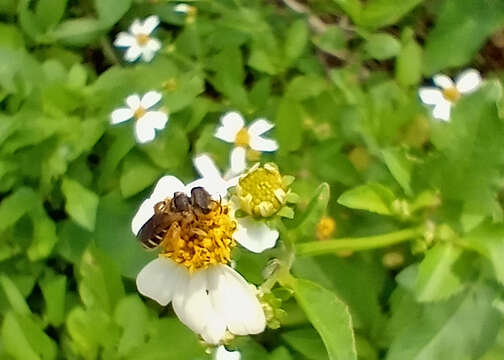 Image of Poey's Furrow Bee