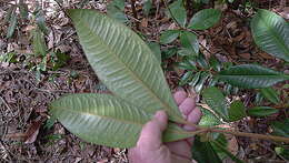 Image of Conchocarpus