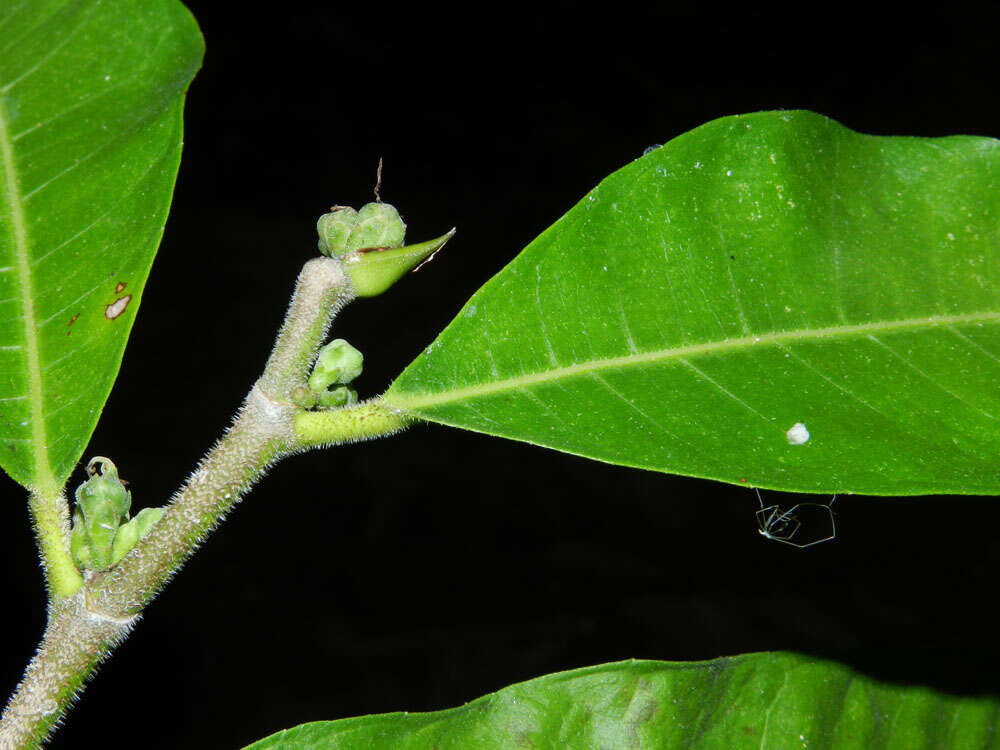 Image de Trophis caucana (Pittier) C. C. Berg