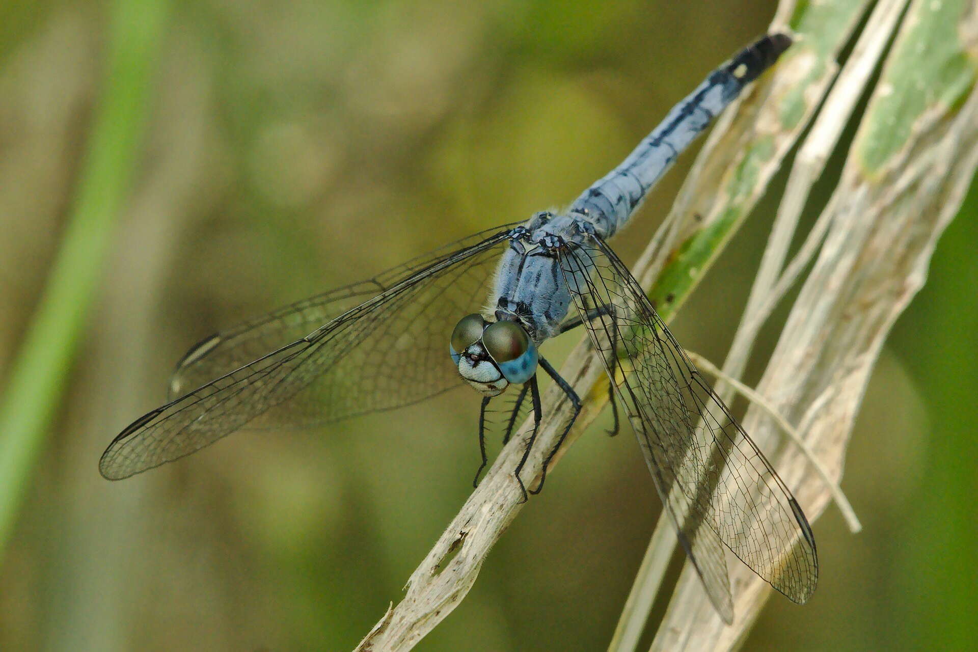 Image of Diplacodes trivialis (Rambur 1842)