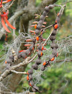 Image of Erythrina costaricensis Micheli