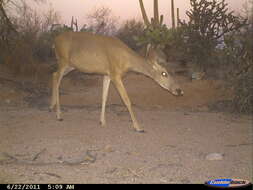 Image of mule deer and white-tailed deer