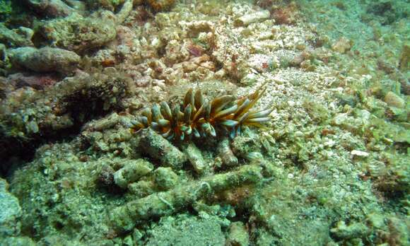 Image of White soft coral mimic slug