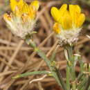 Genista cephalantha subsp. demnatensis (Murb.) Raynaud的圖片