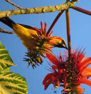 Image de Icterus pustulatus formosus Lawrence 1872