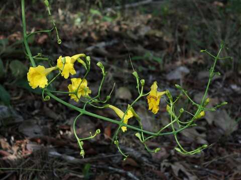 Image of Adenocalymma pedunculatum (Vell.) L. G. Lohmann