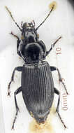 Plancia ëd Pterostichus (Petrophilus) melanarius (Illiger 1798)