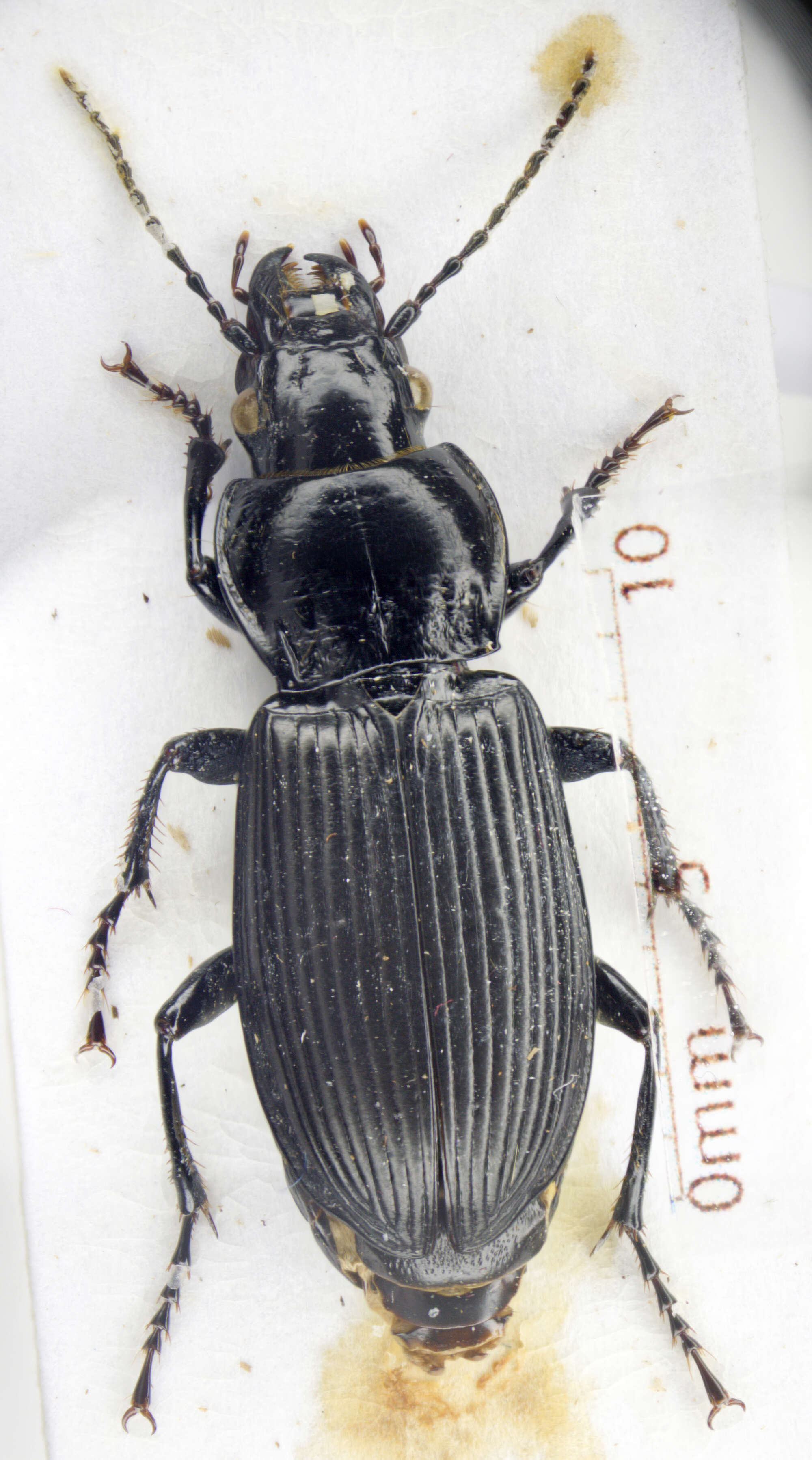 Image of Pterostichus