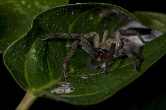 Image of sac spiders