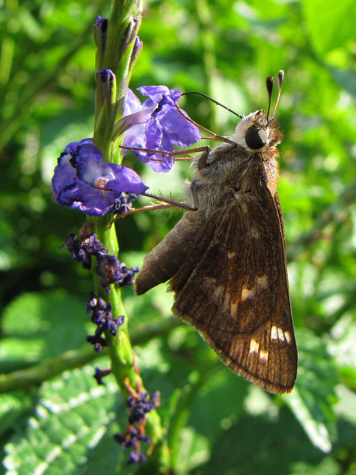 Plancia ëd Atalopedes campestris Boisduval 1852