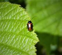 Cryptocephalus bipunctatus resmi