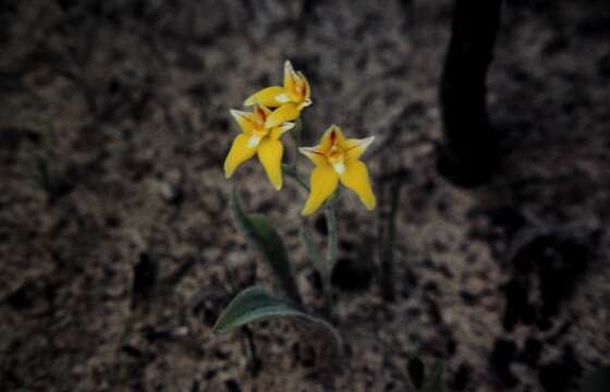 Image of Caladenia flava R. Br.