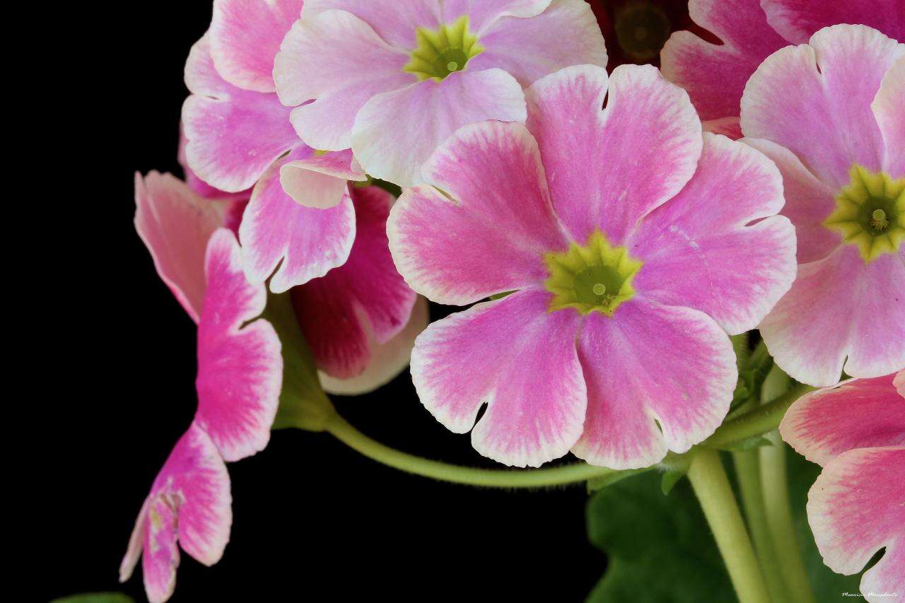 Image of Primula obconica Hance