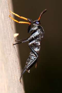 Image of Agapophytus annamariae Winterton & Irwin 2001