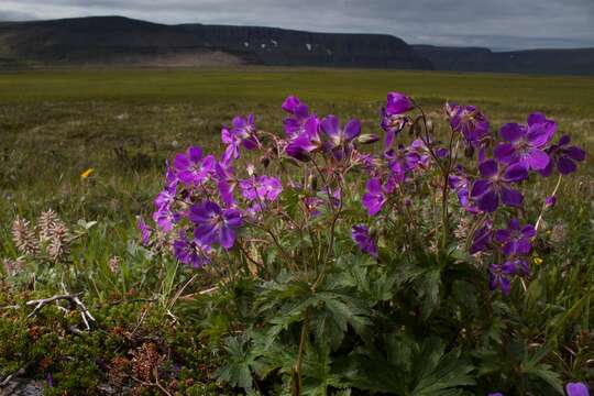 Image of Wood Crane's-bill