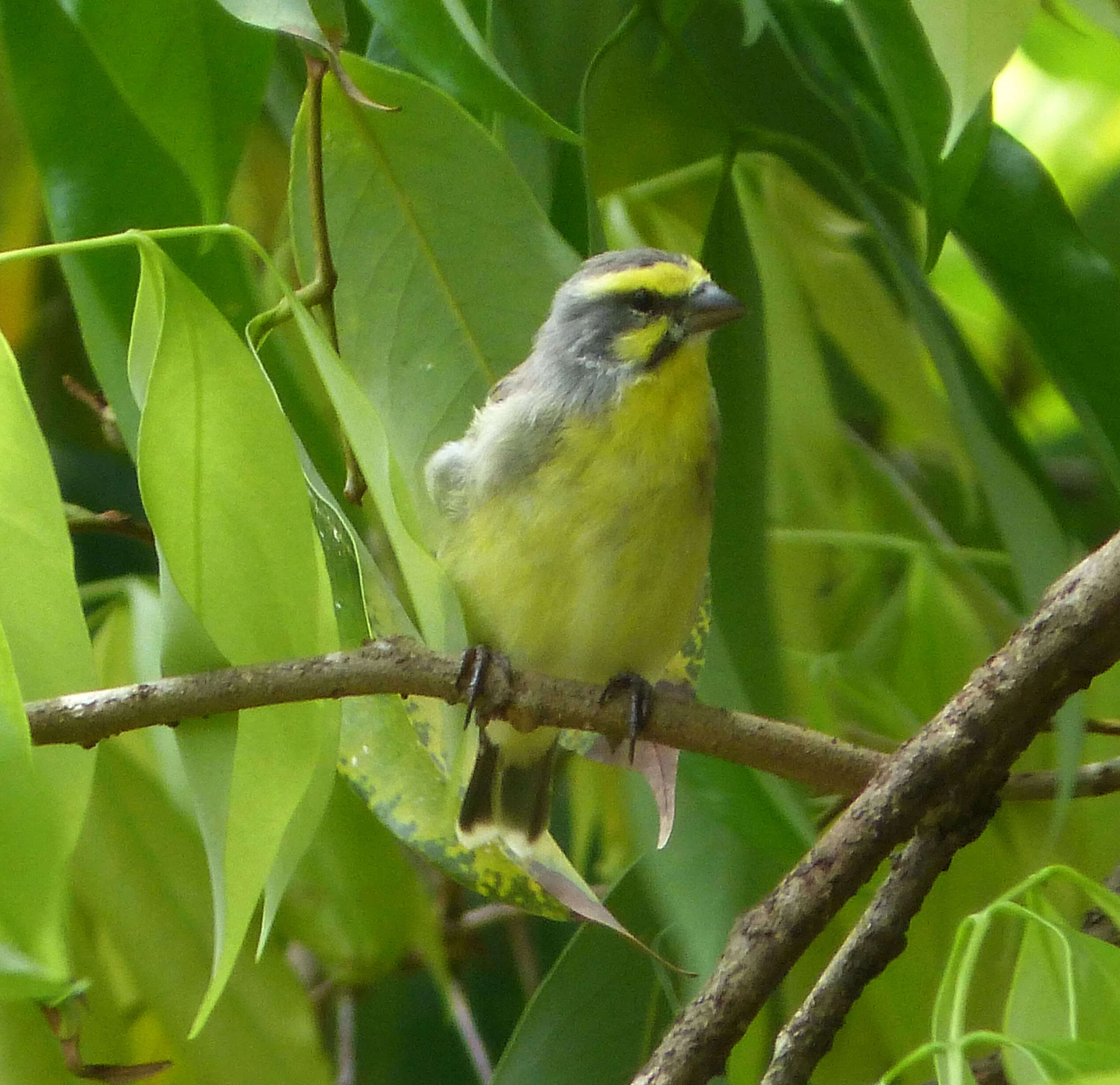 Image of yellow-fronted canary