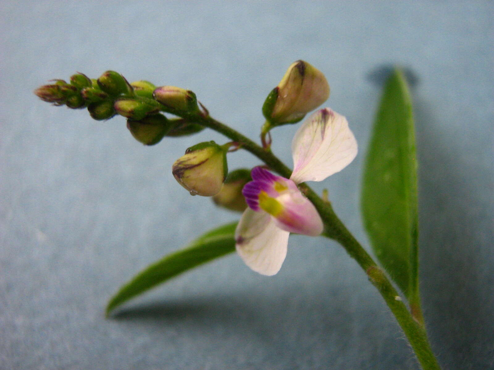 Image of Asemeia ovata (Poir.) J. F. B. Pastore & J. R. Abbott