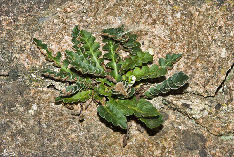 Plancia ëd Asplenium ceterach subsp. ceterach