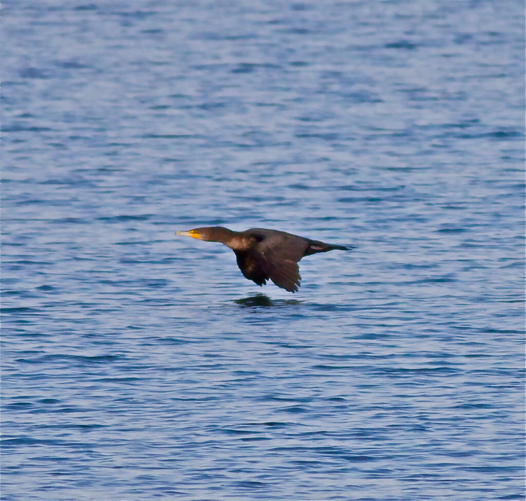 Image of Phalacrocorax Brisson 1760