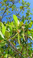 Image of red mangrove