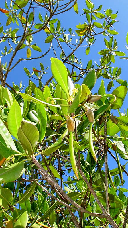 Image of red mangrove