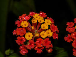 Image of lantana