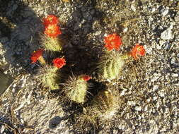 Image de Echinocereus coccineus Engelm.