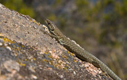 Image of Podarcis siculus tyrrhenica