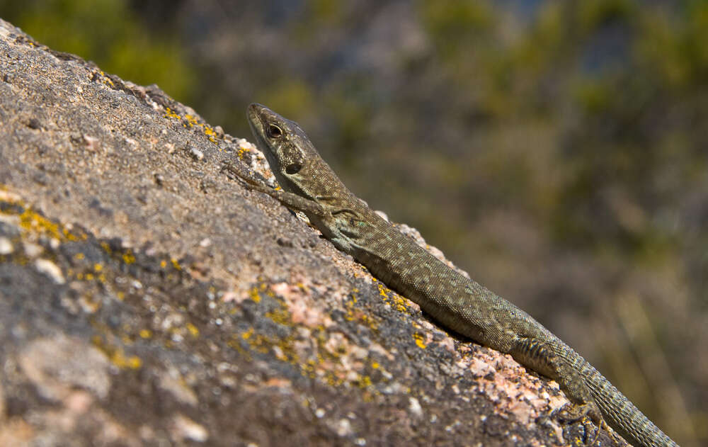 Image of Podarcis siculus tyrrhenica