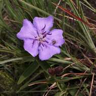 Pleroma aegopogon (Naud.) Triana resmi