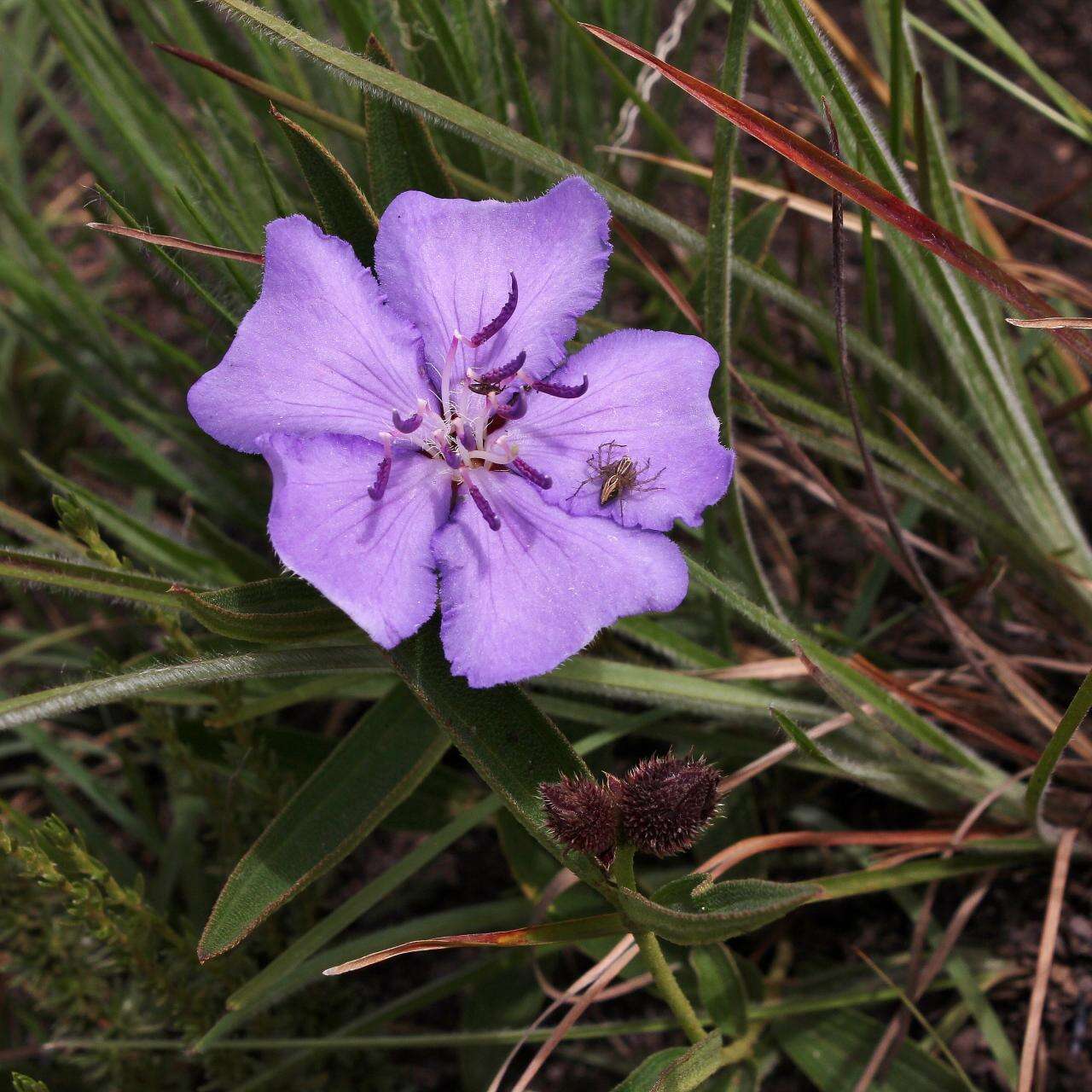 Imagem de Pleroma aegopogon (Naud.) Triana