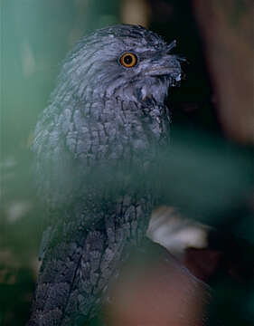 Image of Tawny Frogmouth