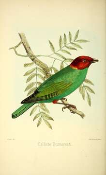 Image of Brassy-breasted Tanager