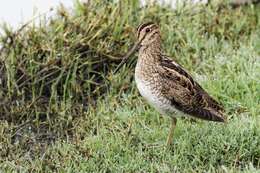 Image of Japanese Snipe