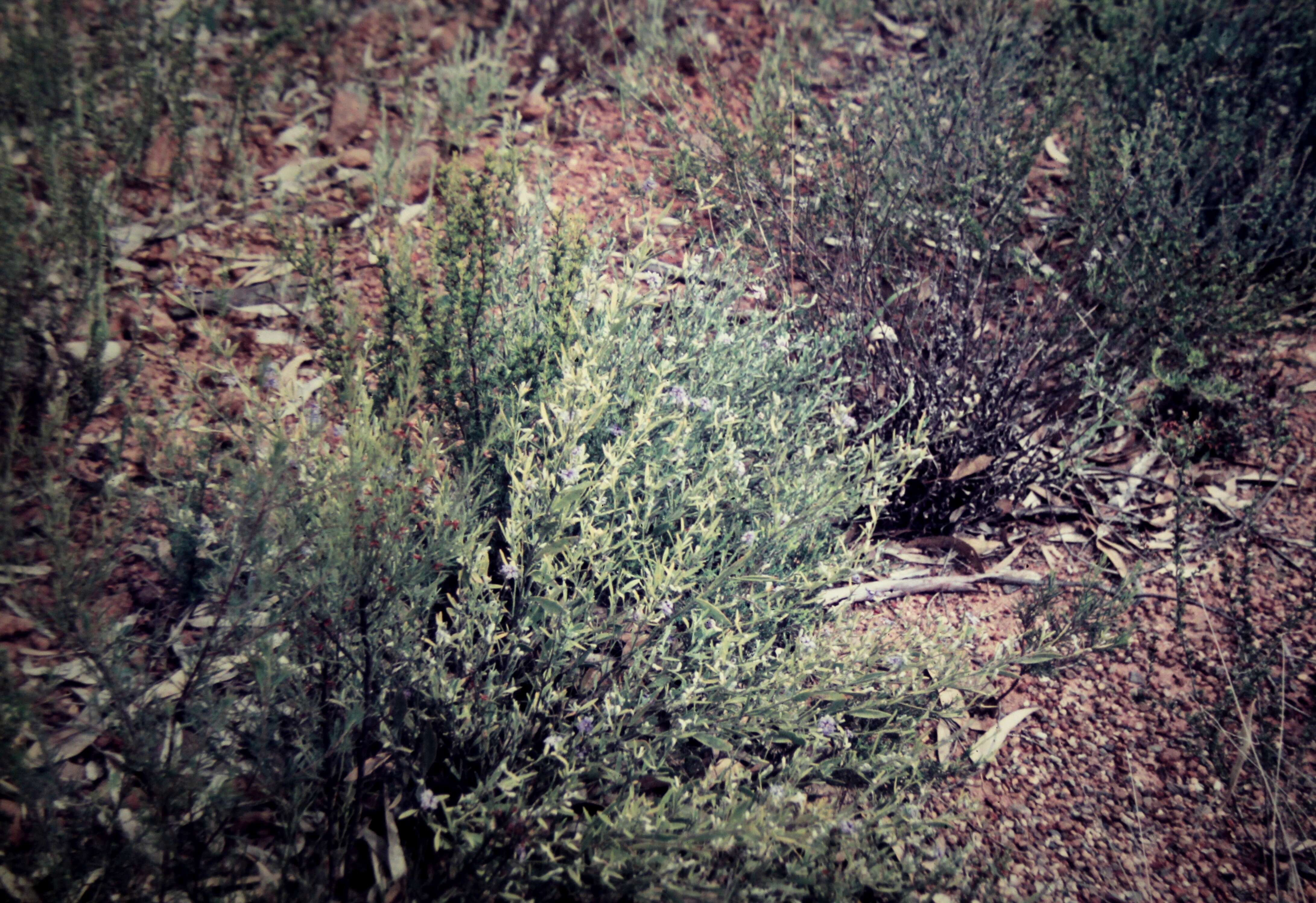 Dampiera lanceolata var. lanceolata resmi