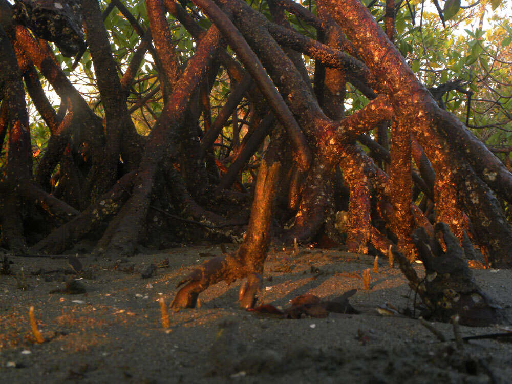 Image of red mangrove