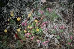 Image of Stylidium adpressum Benth.