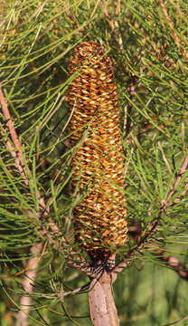 Image of banksia