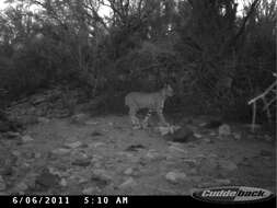 Image of Mexican bobcat