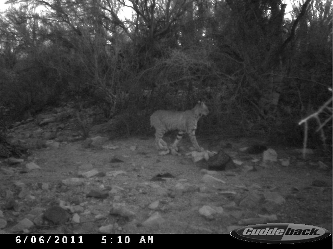 Image of Mexican bobcat