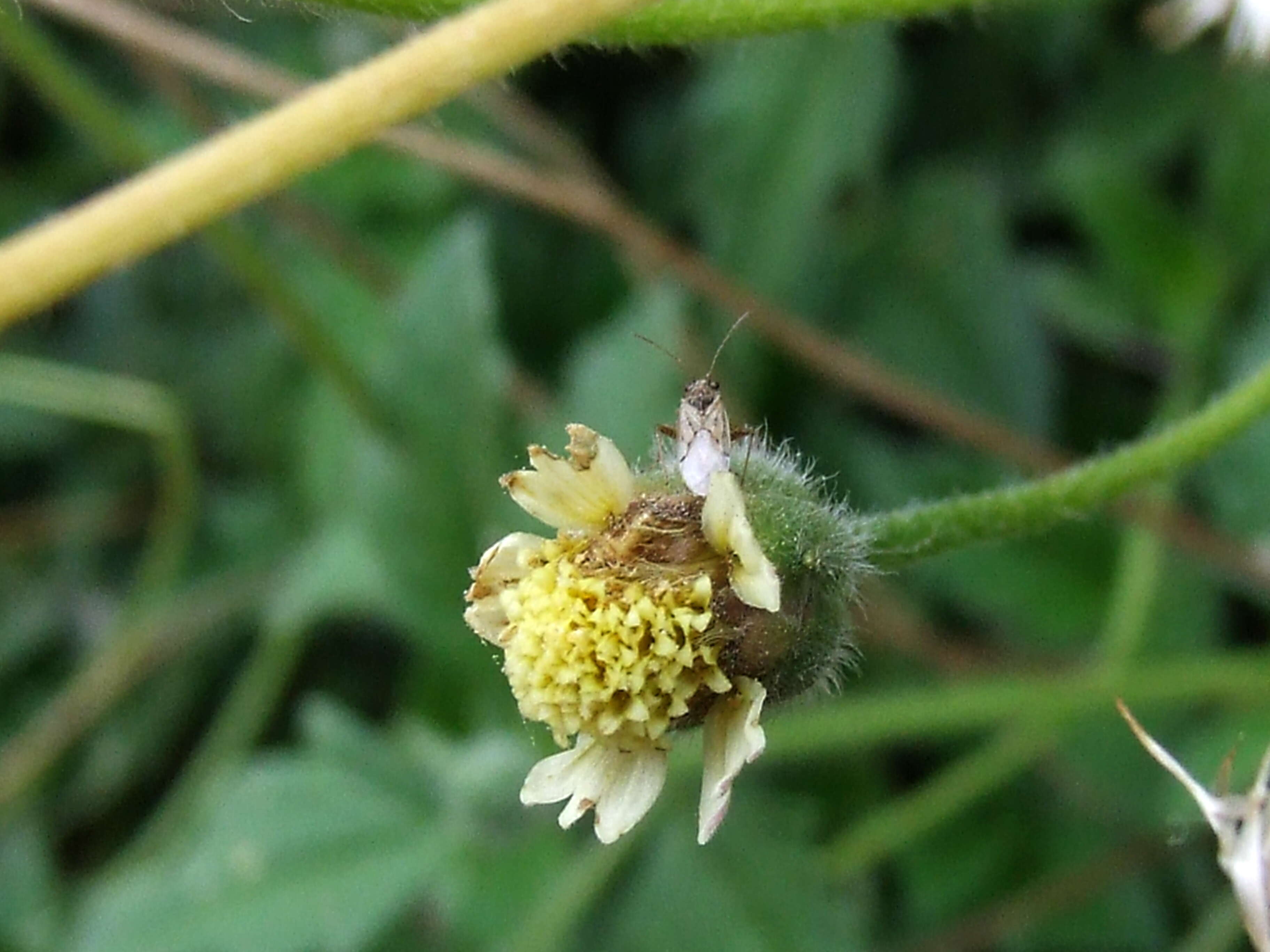 Image de Tridax