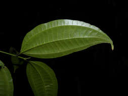 Image of Miconia gracilis Triana