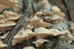 Image of Trametes