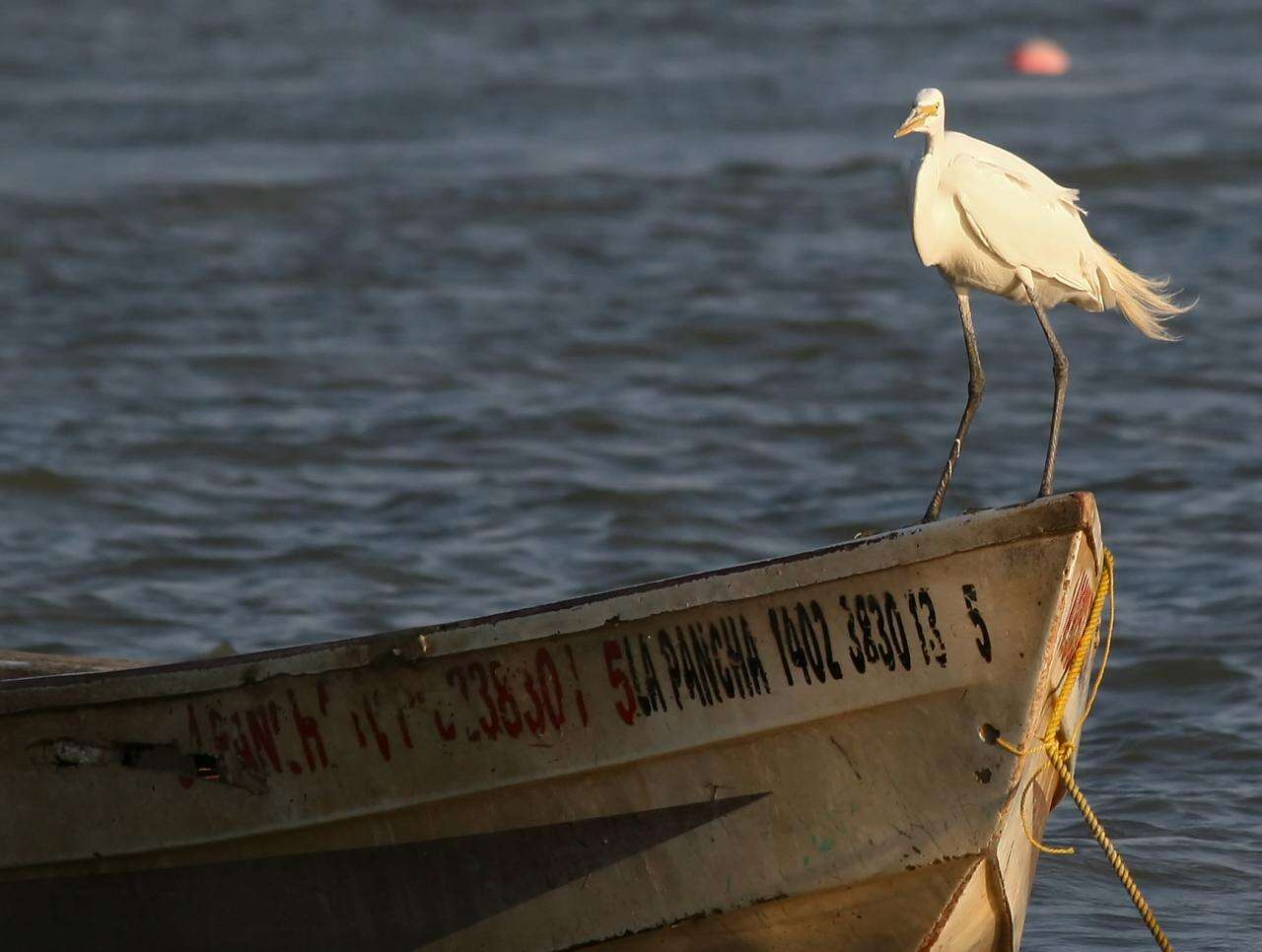 Image of Great Egret