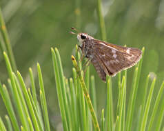 Plancia ëd Atalopedes campestris Boisduval 1852