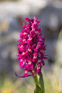 Image of Elder-flowered orchid