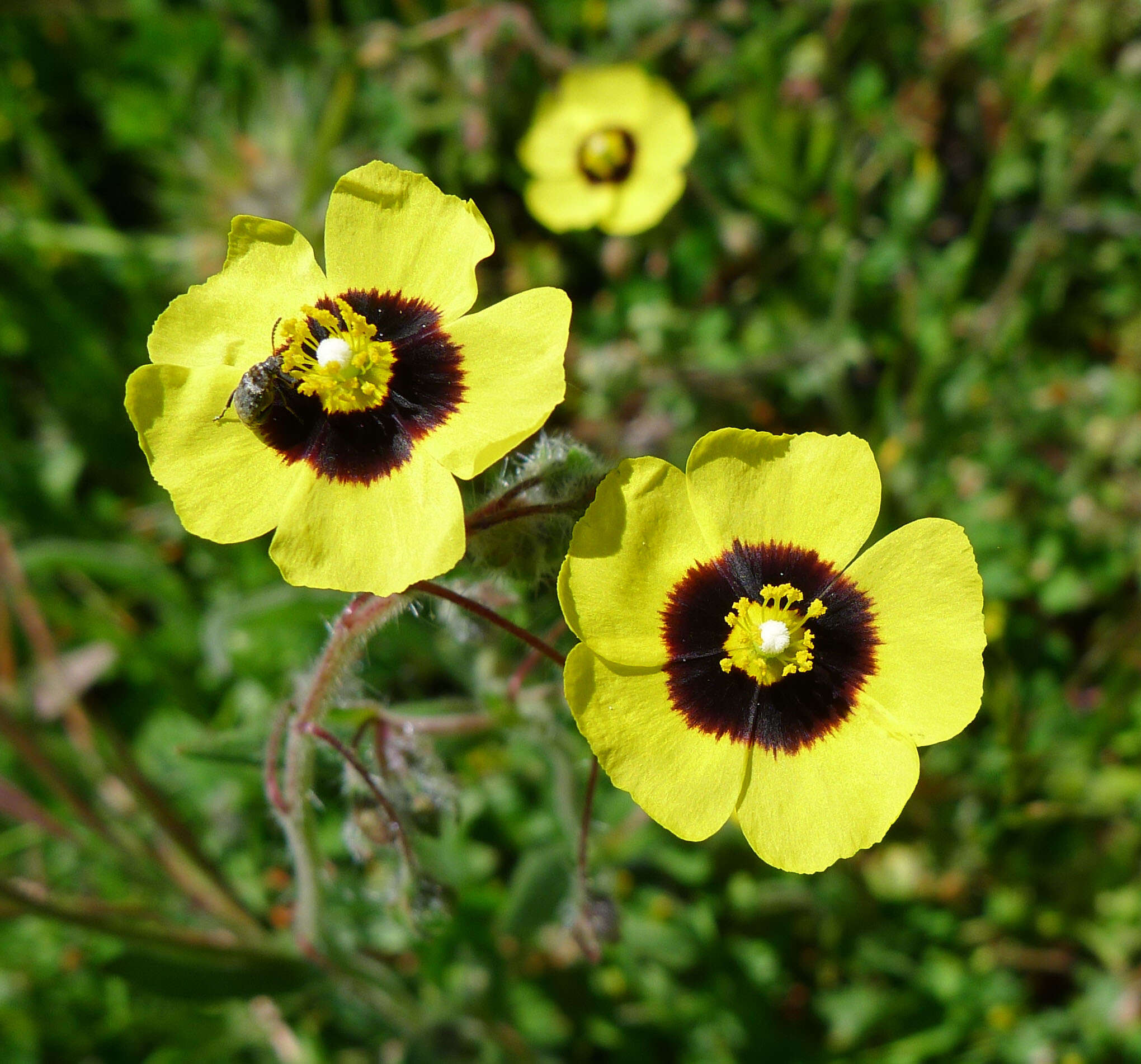 Image of European frostweed