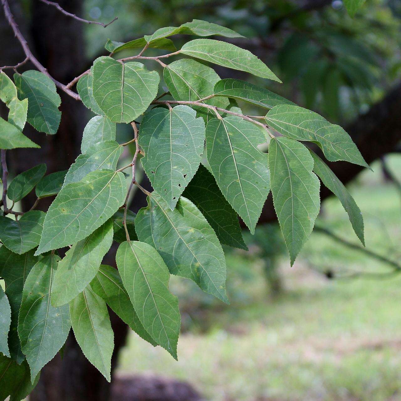 Image of guazuma