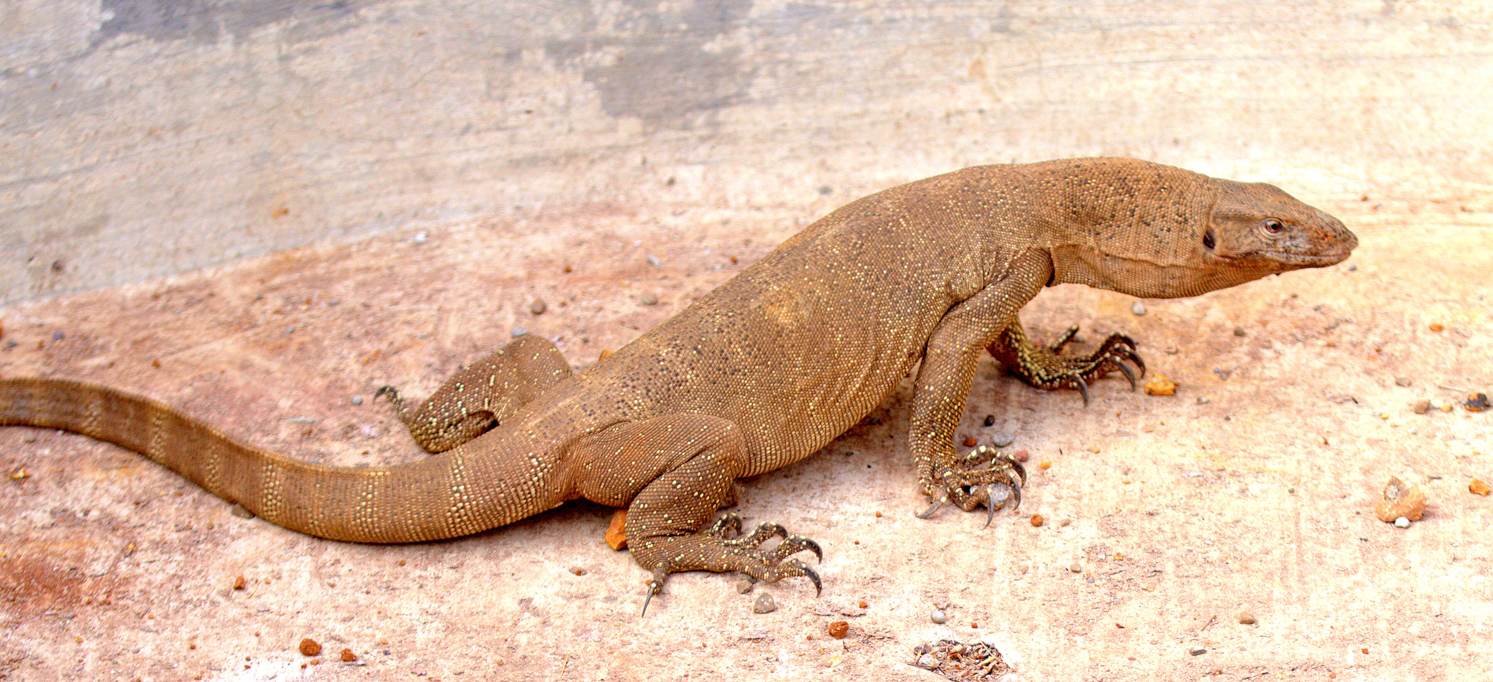 Image of monitor lizards