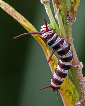 Imagem de Asclepias